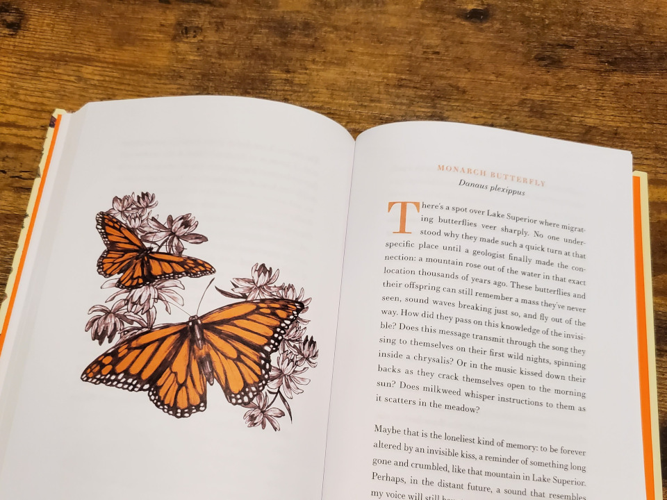 Monarch Butterfly from World of Wonders book, by Aimee Nezhukumatathil